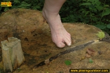 Outdoor pissing on a huge stub
