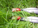 Red Heels and Green Grass