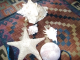Star fish