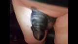 Little White Cock Colored Black