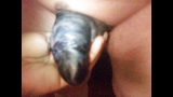 Little White Cock Colored Black