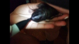 Little White Cock Colored Black