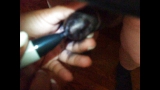 Little White Cock Colored Black