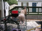 Real Amateur Girl Taking An Outdoor Shower