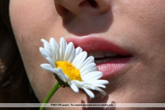 Daisies - N
