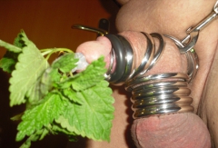 bdsm peehole - N