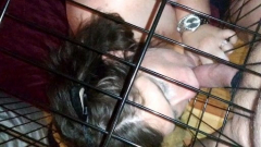 Daddy's pet slave - N