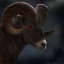 TheRedRam`s avatar